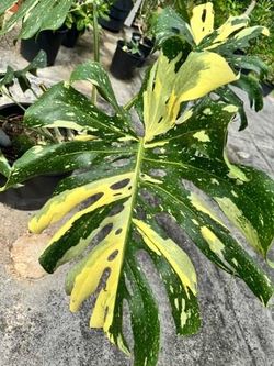 Large Monstera Thai Constellation Plant