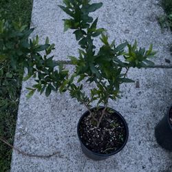 Pomegranate Tree 