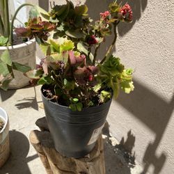 Kalanchoe Dendi