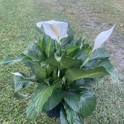 PEACE LILY PLANT ( Indoor - Outdoor Full Shade)