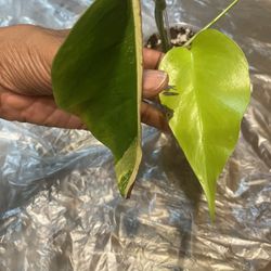 Variegated Monstera Aurea Plant 