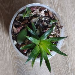 Succulent