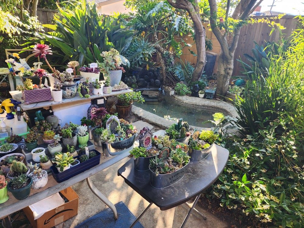 SAT AND SUNDAY PLANT SALE..THIS WEEKEND IN SAN LORENZO. PRICES $4 AND UP