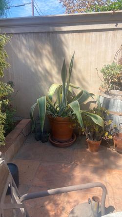 Agave plants