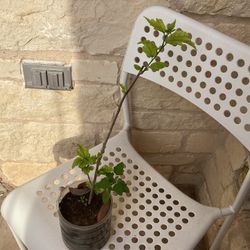 Rose Of Sharon Plant 