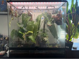 Exo Terra 36x18x36 Bioactive Vivarium + MistKing Automatic Misting System