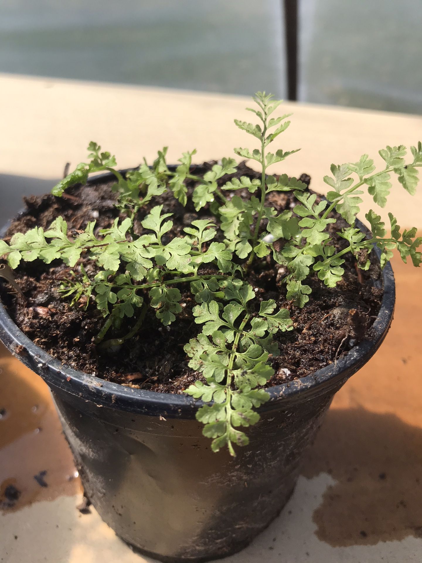 1 Cluster of Rabbit Ferns - Plant in Pot 