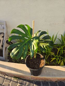 Monstera plant