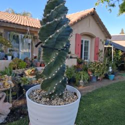 Spiral or Tornado Cactus 🌵 $48