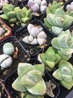 Succulents 2”