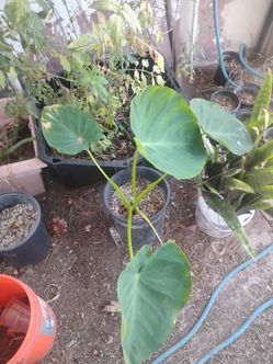 Plants