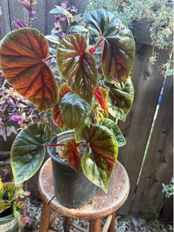 Pink Begonia wing of angel