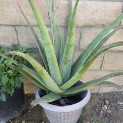 Aloe Vera Plant