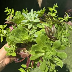 Beautiful Plants 🪴 