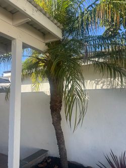 Palm Trees