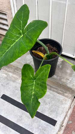 Elephant ear plant