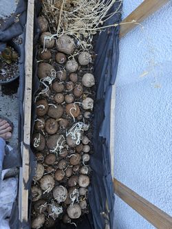 Stephania Erecta Climbing Type 1 Inch Round Bulb Fortune Good Luck Pant In-house Caudex Plants