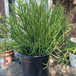 Firestick Plant 5 Gallon 