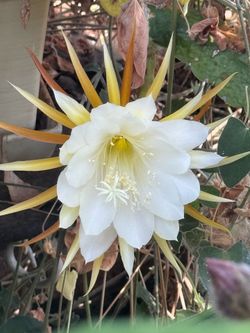 Epiphyllum