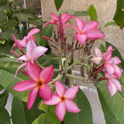 Pink Plumeria