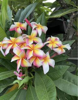 Plumeria Noid Rainbow Over 5 Feet