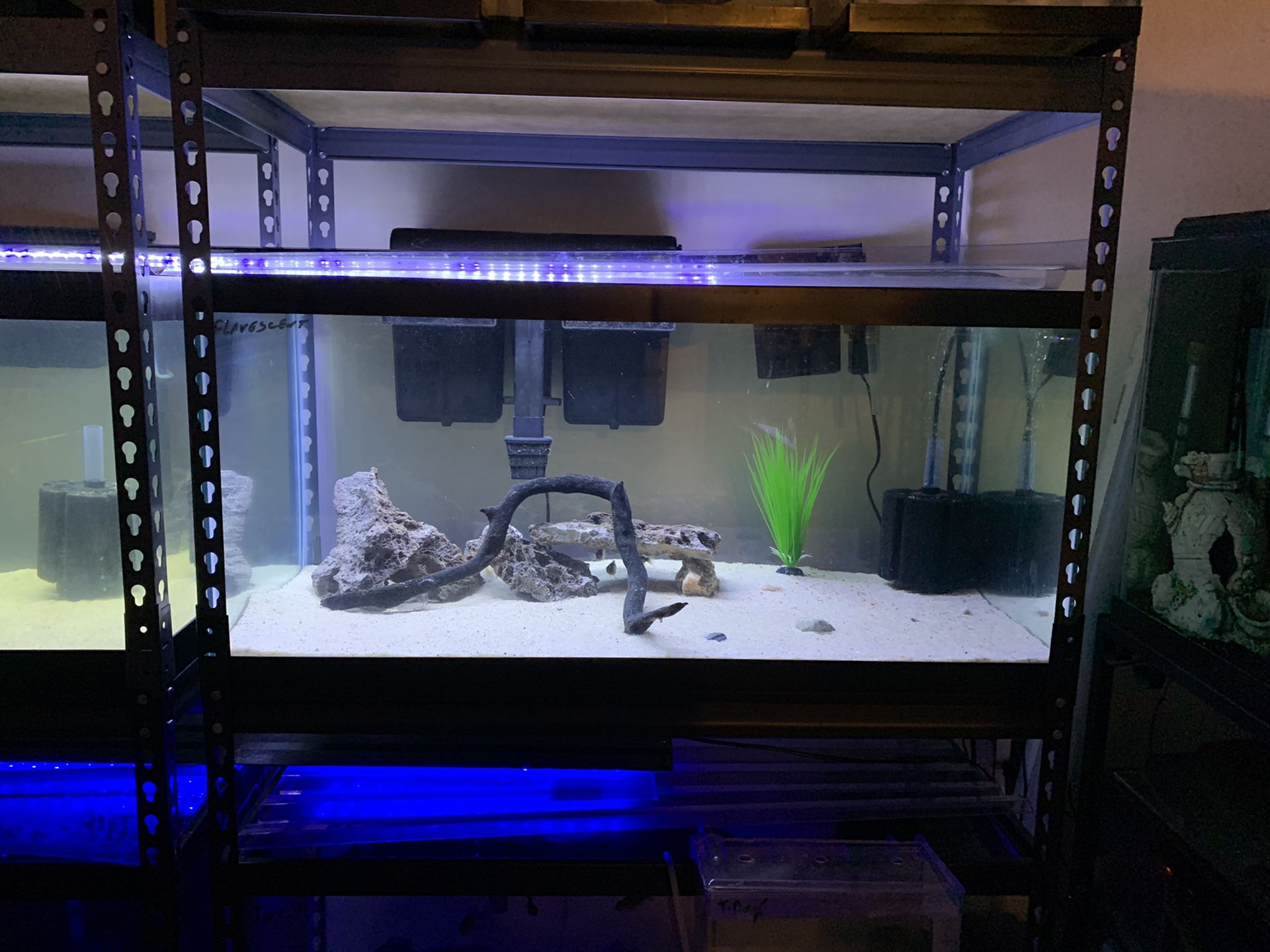 Fish tanks aquarium