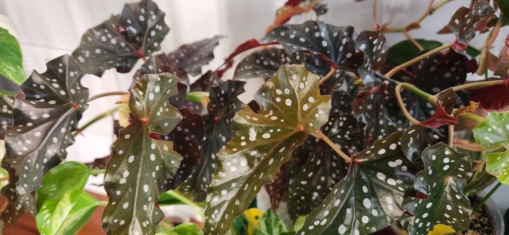 Begonia Obsidian Cuttings