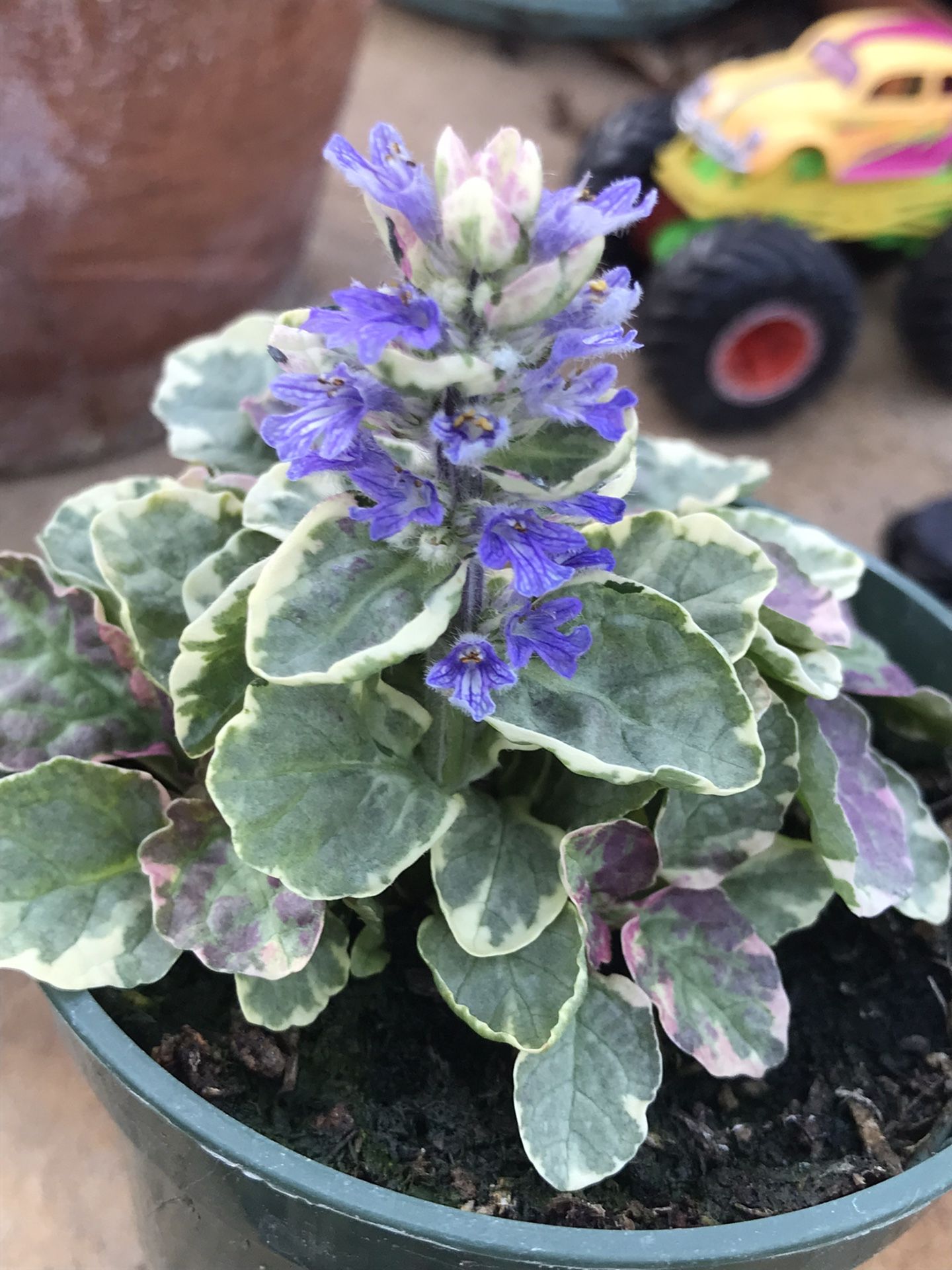 1 Ajuga Plant - 3.5 inch Pot 