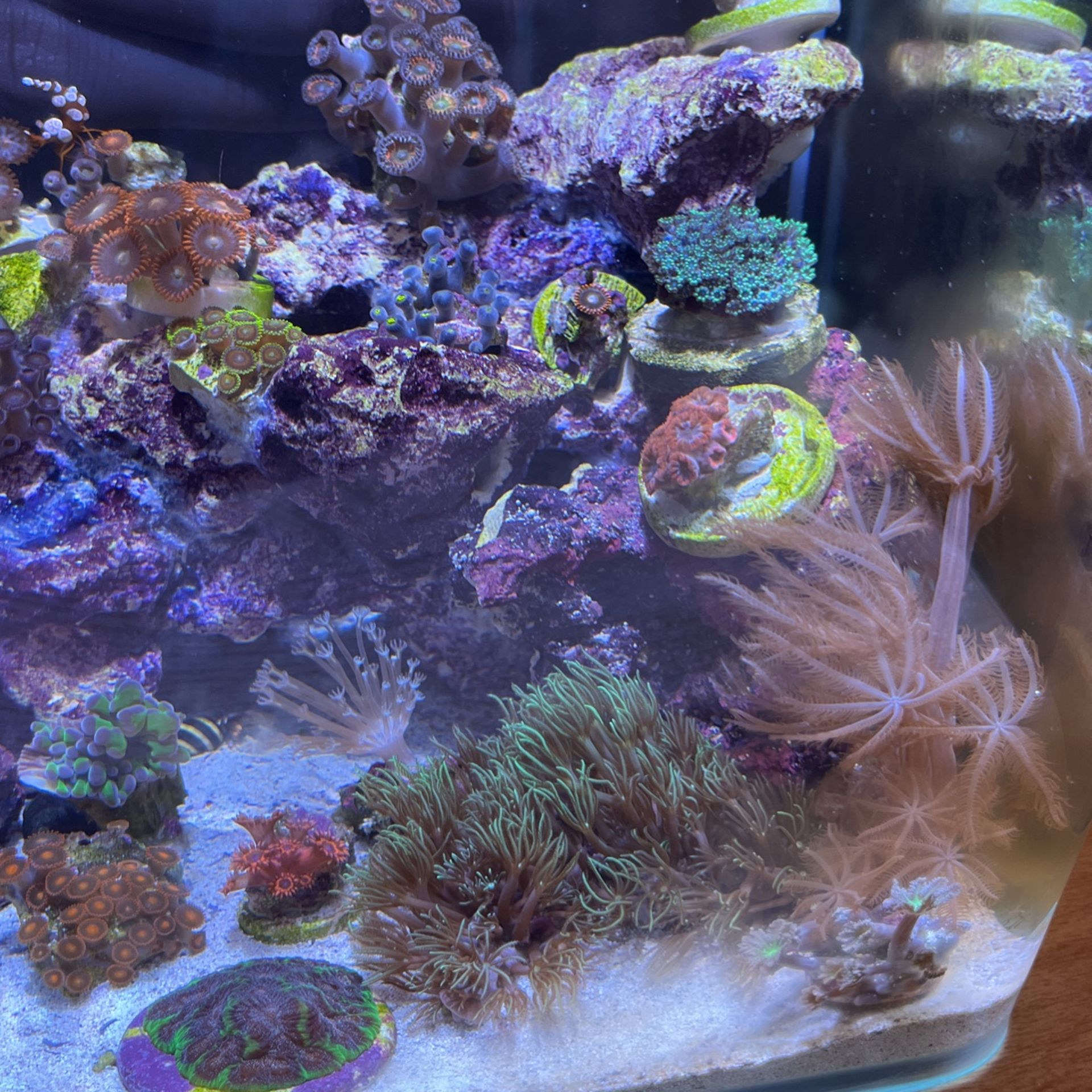 Fully established reef tank for Sale in Camarillo, CA OfferUp