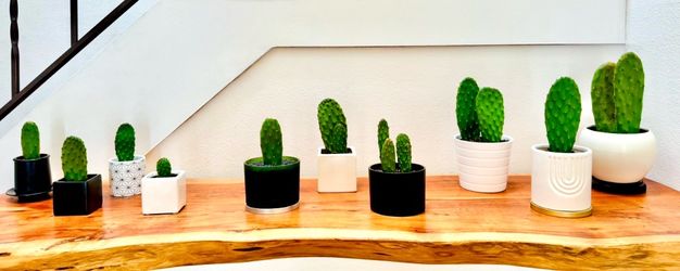 Lovely Potted Cacti - Various Sizes