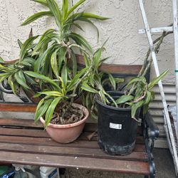 Free Plants And Pots 
