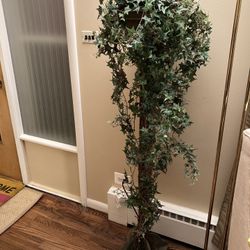 Beautiful ivy tree 