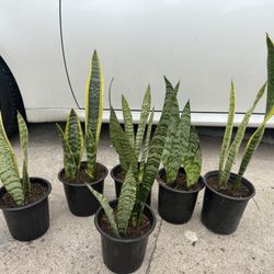 Snake Plant 5$ Each