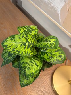 Homalomena Camouflage