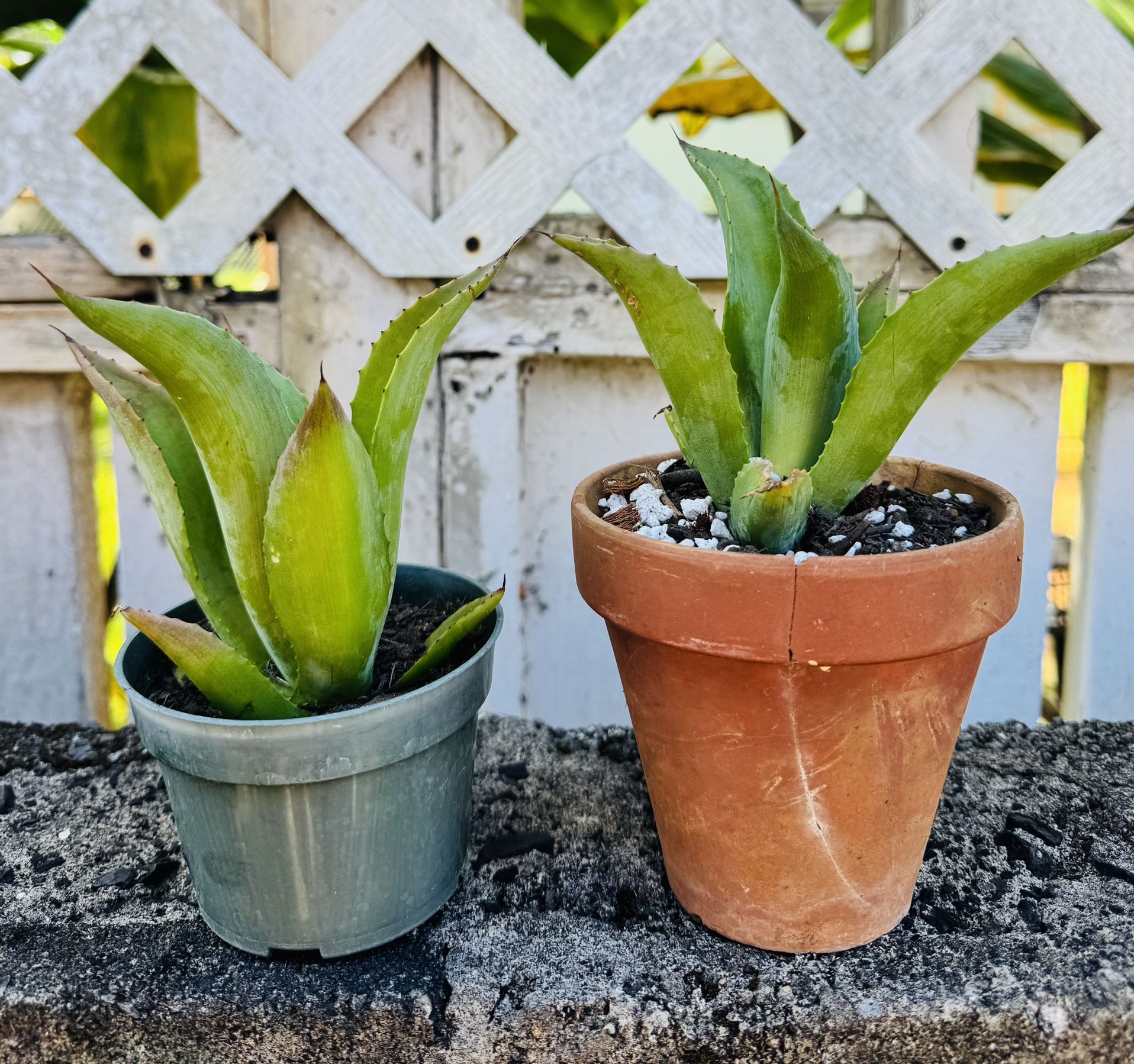 Baby Agave