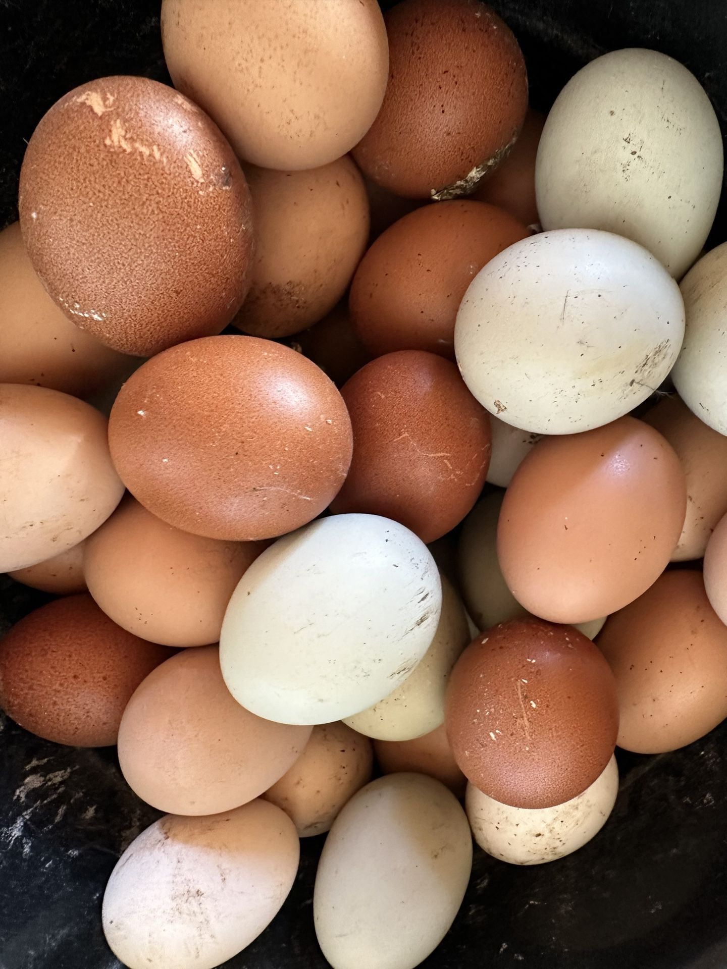 Farm Fresh Chicken Eggs 