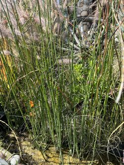 Horsetail Reed Pond Garden Plant Organic Healthy 