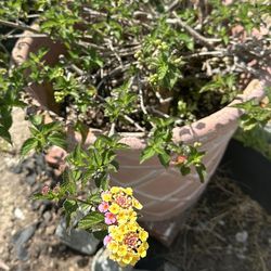 Lantana Plant With Pot
