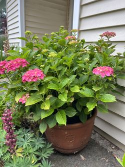 Large Specimen Hydrangeas 
