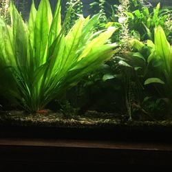 Big Amazon Swords Plants For 30 Or 50 Gal Tank