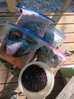 Fresh clean Hucklesberries