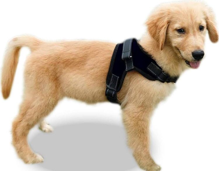 Dog Harness Medium Sized Dog