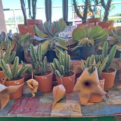 11/23_24 This Weekend Selection At Jason's Local Garden Located In New River Grove In Davie 