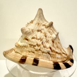 Vintage KING HELMET Sea Snail Shell - 7” L- Striped Cassis Tuberosa Conch
