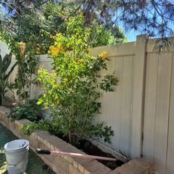 Abolitos  De Flor Amarilla