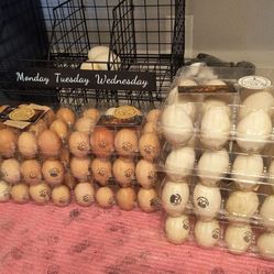 Fresh Duck & Chicken Eggs 