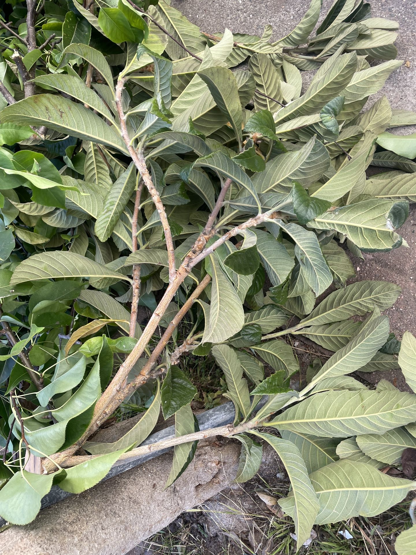 Loquat Tree, Fruit Tree Cutting