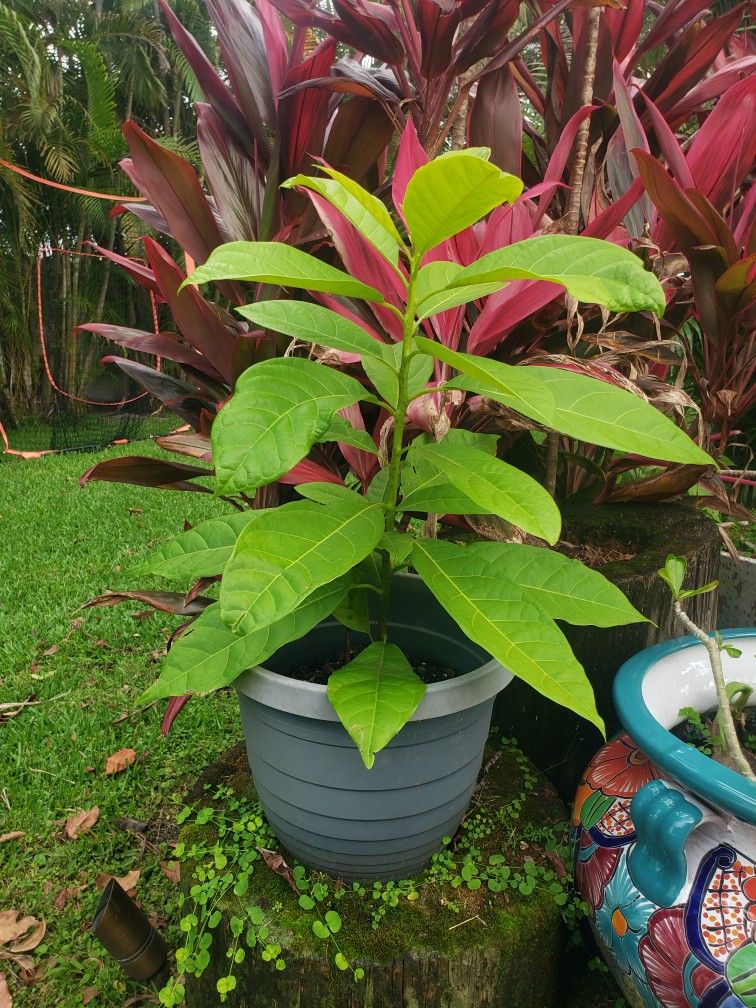 Avocado Tree $40