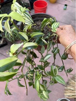 6” tradescantia Fluminensis