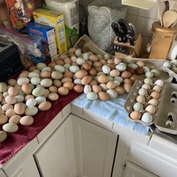 Chicken Duck Goose & Turkey Eggs